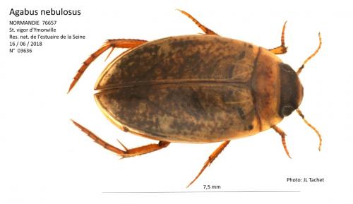 Agabus nebulosus